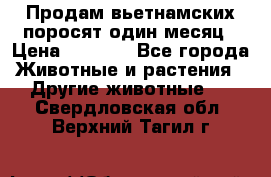 Продам вьетнамских поросят,один месяц › Цена ­ 3 000 - Все города Животные и растения » Другие животные   . Свердловская обл.,Верхний Тагил г.